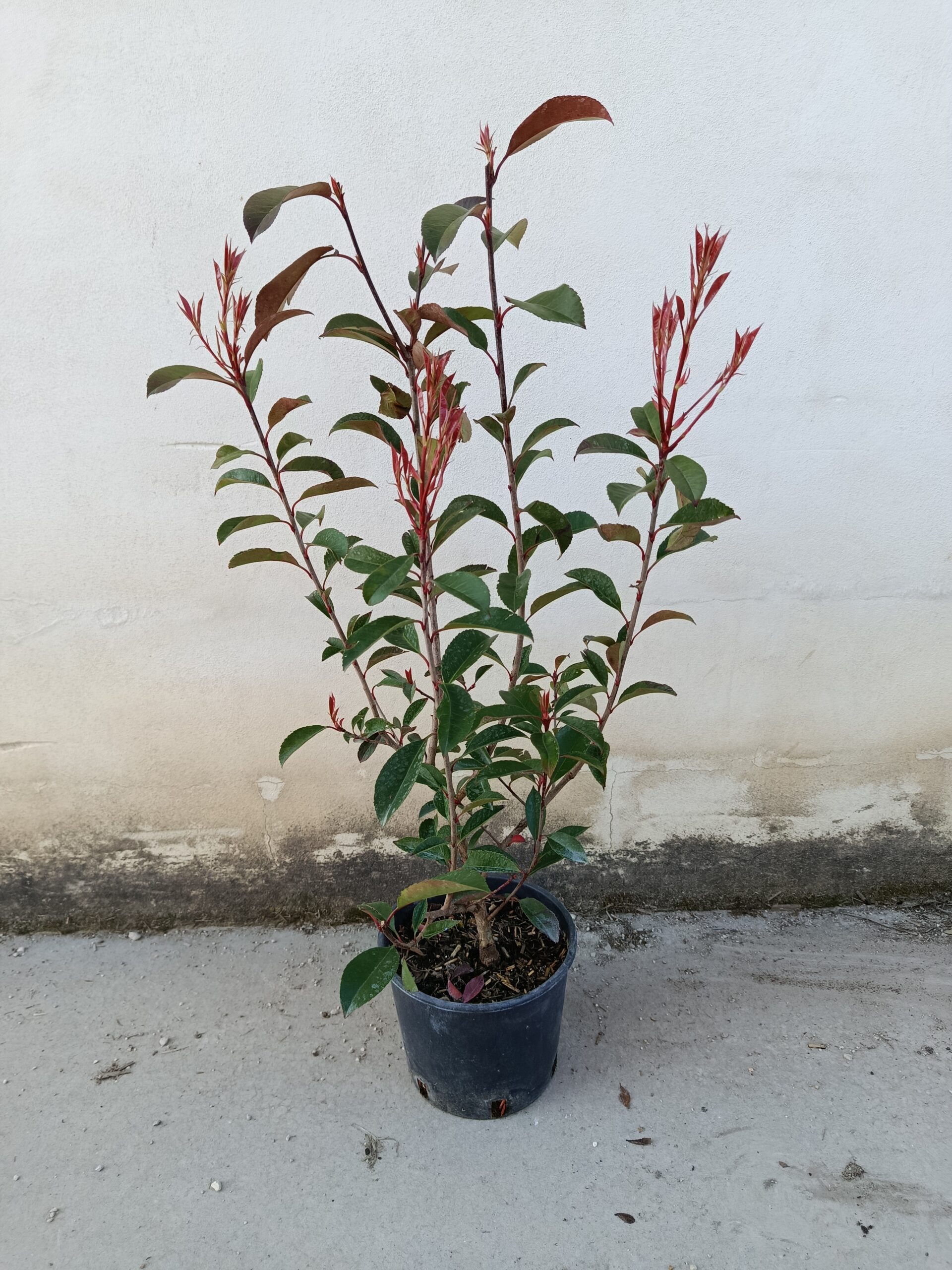 Photonia